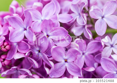 Purple lilac flowers macro background Purple lilac flowers macro background 103521488
