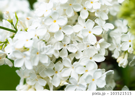 White yellow lilac flowers macro background White yellow lilac flowers macro background 103521515
