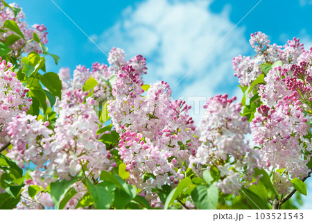 Lilac flowers branch 103521543