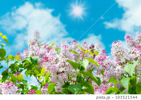 Lilac flowers branch Lilac flowers branch 103521544