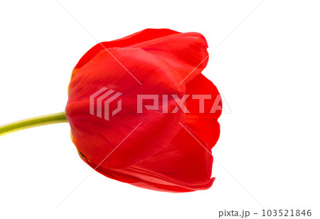 red tulips red tulips 103521846