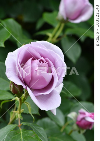 紫色の花弁でふちどりが白っぽい輪郭のグラデーション 103522143