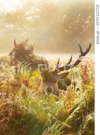 Portrait of a red deer stag with foliage on antlers during the rut in autumn 103522716