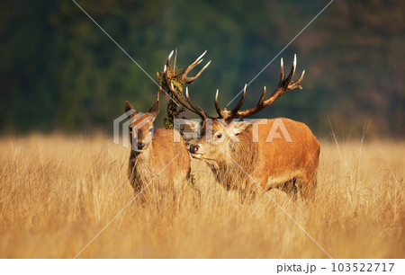 Red deer stag with a hind during rutting season in autumn 103522717