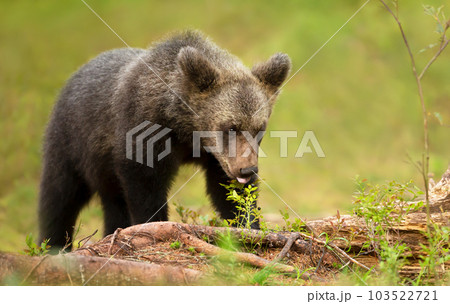 Cute Eurasian Brown bear cub eating blueberries in a forest Cute Eurasian Brown bear cub eating blueberries in a forest 103522721