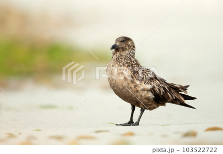 Great Skua on a sandy coastal area 103522722