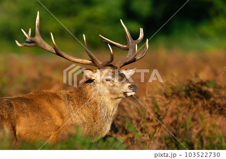 Portrait of a red deer stag in autumn 103522730