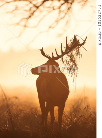Red Deer stag with foliage on antlers during rutting season at sunrise Red Deer stag with foliage on antlers during rutting season at sunrise 103522731