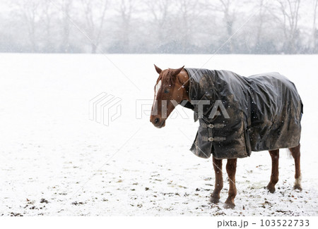 Close-up of a horse with a horse blanket in the falling snow in winter 103522733