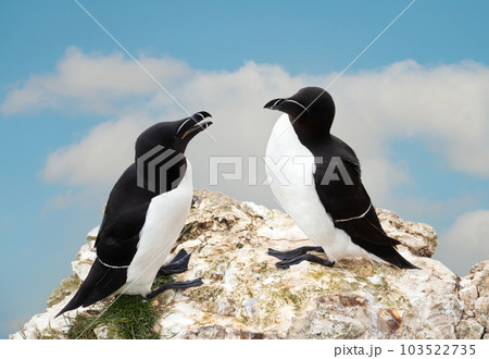 Close-up of two Razorbills bonding on a cliff 103522735