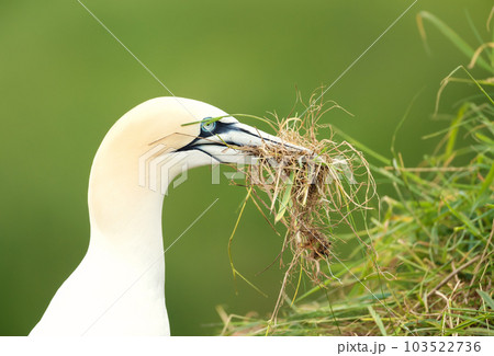 Northern gannet with nesting material in the beak 103522736
