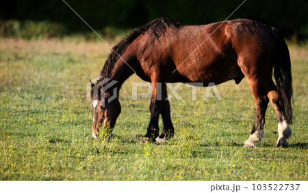 Dark brown horse grazing green grass in summer Dark brown horse grazing green grass in summer 103522737
