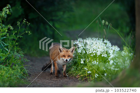 Red fox amongst white variety bluebells in spring 103522740