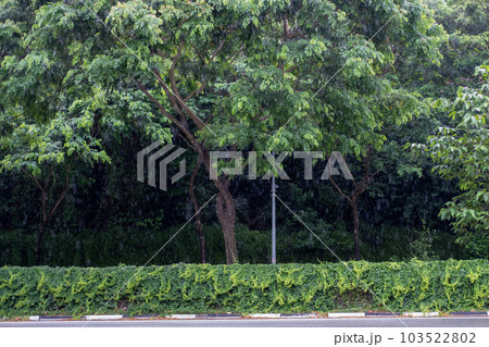 street view of big tree in singapore on heavy rainy day street view of big tree in singapore on heavy rainy day 103522802