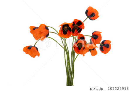 red meadow poppy isolated 103522918