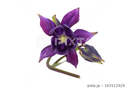 aquilegia isolated 103522929