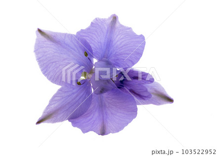 perennial delphinium flower isolated perennial delphinium flower isolated 103522952