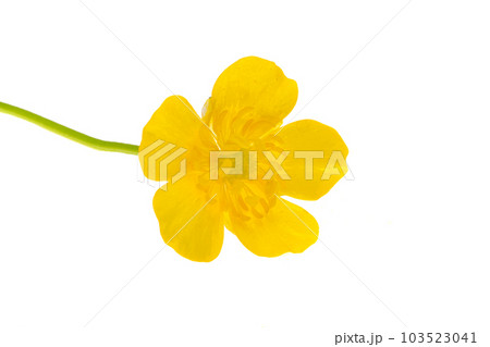 cinquefoil flower isolated 103523041