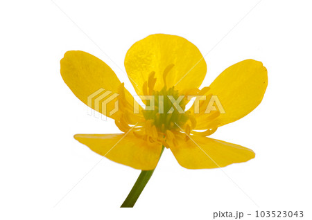 cinquefoil flower isolated cinquefoil flower isolated 103523043