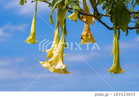 Close-up of the tree-like Brugmansia flower 103523055