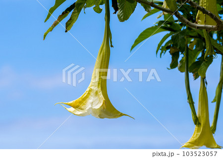 Close-up of the tree-like Brugmansia flower 103523057