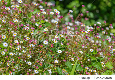 flowers mexican fleabane blooming 103523080