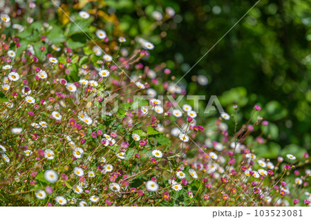 flowers mexican fleabane blooming flowers mexican fleabane blooming 103523081