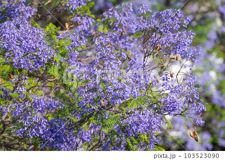 Jacaranda flowers blooming in Madeira 103523090