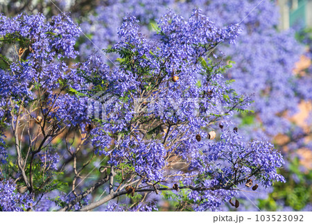 Jacaranda flowers blooming in Madeira Jacaranda flowers blooming in Madeira 103523092