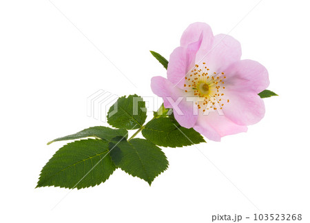rosehip flower isolated 103523268