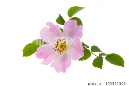 rosehip flower isolated rosehip flower isolated 103523306