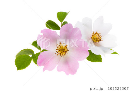 rosehip flower isolated rosehip flower isolated 103523307