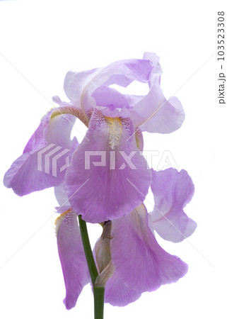 iris flower isolated iris flower isolated 103523308