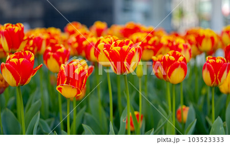 flowers of beautiful tulips growing in a flower bed flowers of beautiful tulips growing in a flower bed 103523333