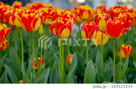 flowers of beautiful tulips growing in a flower bed 103523334