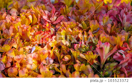 flower arrangements in Funchal 103523372