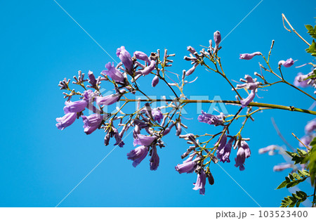 Jacaranda flowers blooming in Madeira 103523400