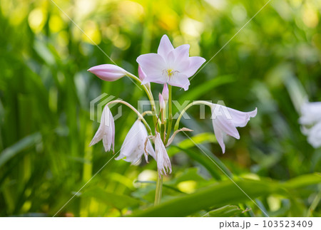 crinum bulbispermum crinum bulbispermum 103523409