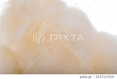 Ceiba pentandra on white background Ceiba pentandra on white background 103523459