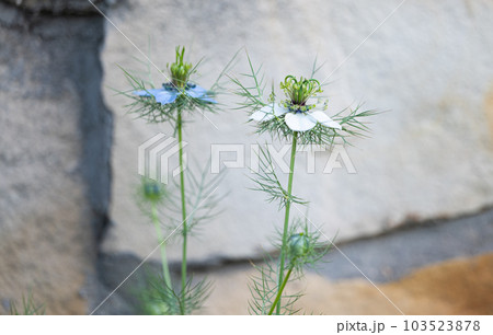 nigella flowers in a flower bed nigella flowers in a flower bed 103523878