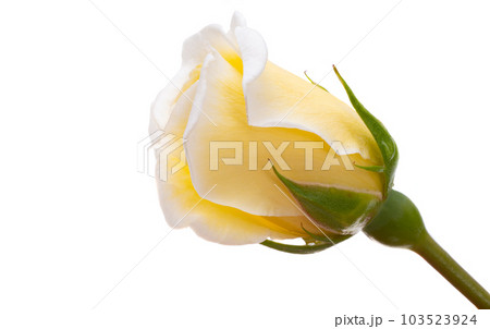 white rose isolated white rose isolated 103523924