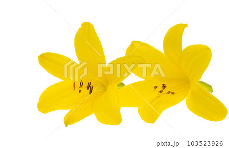 yellow lily isolated yellow lily isolated 103523926