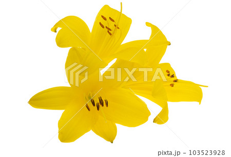 yellow lily isolated yellow lily isolated 103523928