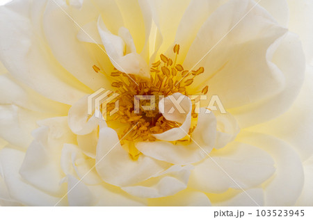 white rose isolated white rose isolated 103523945