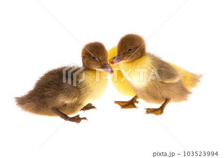little ducklings isolated 103523994
