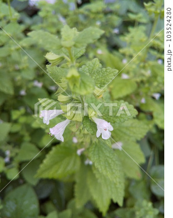 家庭菜園で咲いたレモンバームの白い花と葉 家庭菜園で咲いたレモンバームの白い花と葉 103524280
