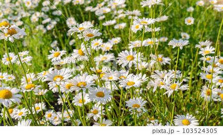Wild daisy flowers growing on meadow, white chamomiles on green grass background. 103524305