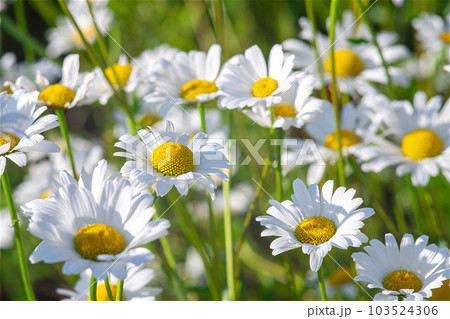 Wild daisy flowers growing on meadow, white chamomiles on green grass background. 103524306