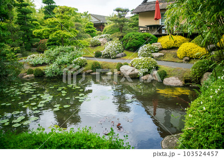 Japanese garden   of white rhododendron bushes and yellow bush of barberry (?) in Vojstrup 103524457