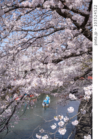 岐阜県大垣市の桜と舟下り (水の都おおがき舟下り) 103524522